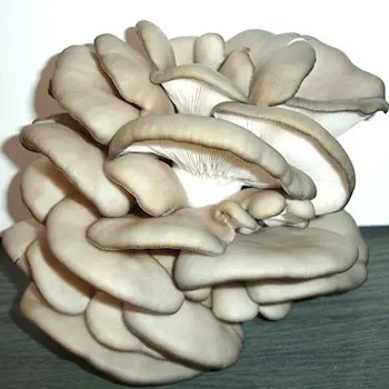 Growing oyster mushrooms in different ways