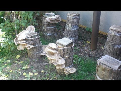 Growing oyster mushrooms in different ways