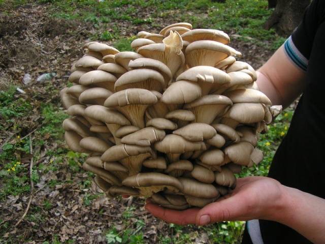 Growing oyster mushrooms in the basement 