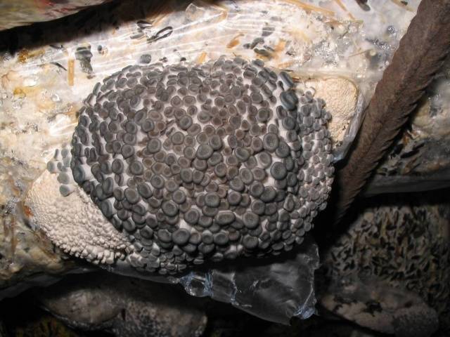 Growing oyster mushrooms in the basement 