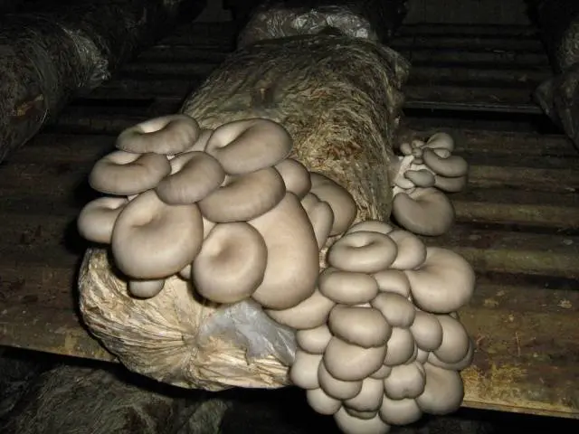 Growing oyster mushrooms in the basement 
