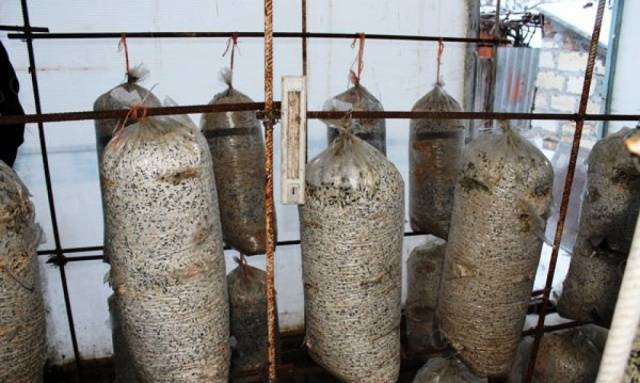 Growing oyster mushrooms in the basement 