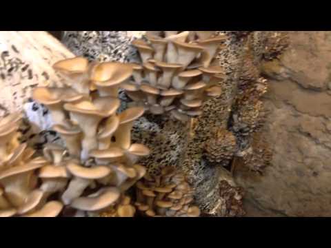 Growing oyster mushrooms in the basement 