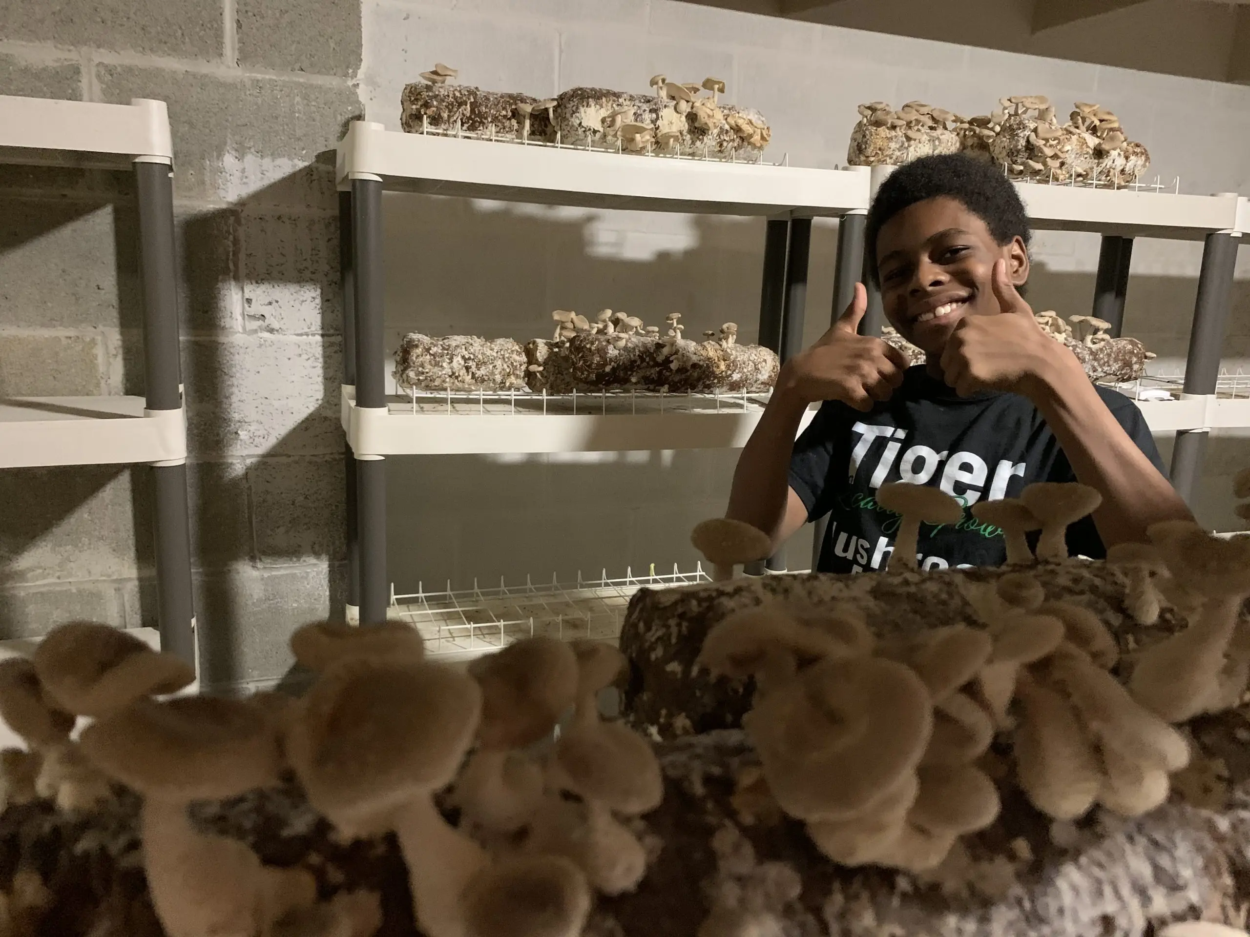 Growing oyster mushrooms in the basement 