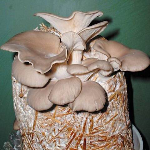 Growing oyster mushrooms on straw