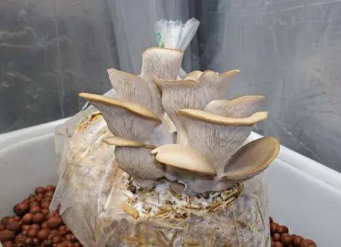 Growing oyster mushrooms on straw