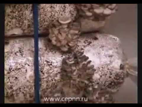 Growing oyster mushrooms on straw