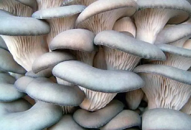 Growing oyster mushrooms on straw