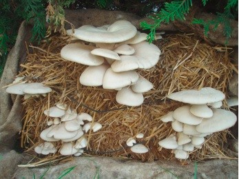 Growing oyster mushrooms on straw