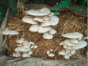 Growing oyster mushrooms on straw