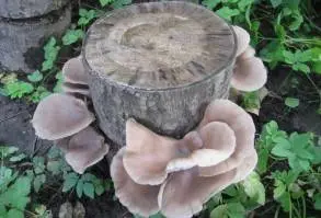 Growing oyster mushrooms on stumps in the country