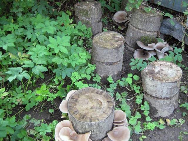 Growing oyster mushrooms on stumps in the country