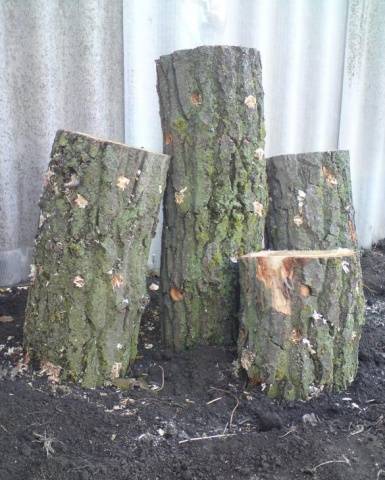 Growing oyster mushrooms on stumps in the country