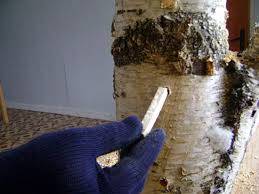 Growing oyster mushrooms on stumps in the country