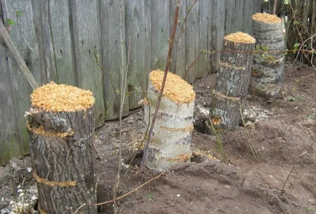 Growing oyster mushrooms on stumps in the country