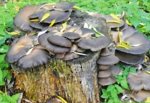 Growing oyster mushrooms on stumps in the country