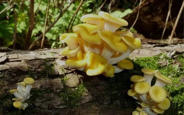 Growing oyster mushrooms on stumps in the country