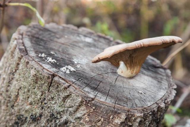 Growing oyster mushrooms on stumps in the country