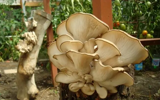 Growing oyster mushrooms on stumps in the country