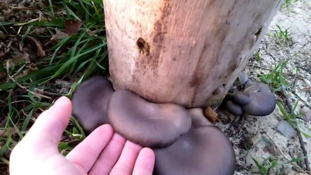 Growing oyster mushrooms on stumps in the country