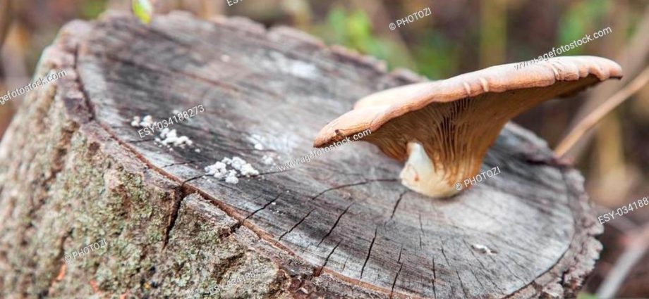 Growing oyster mushrooms on stumps in the country