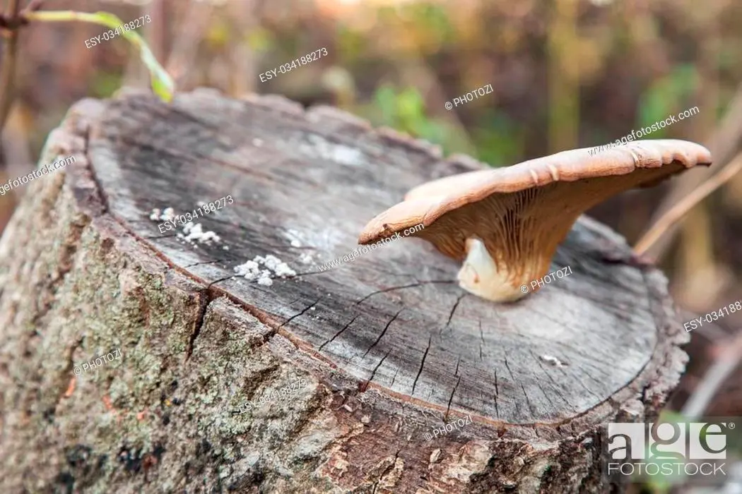 Growing oyster mushrooms on stumps in the country