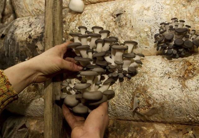 Growing oyster mushrooms: where to start