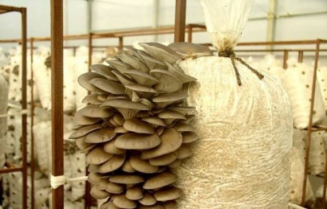 Growing oyster mushrooms: where to start