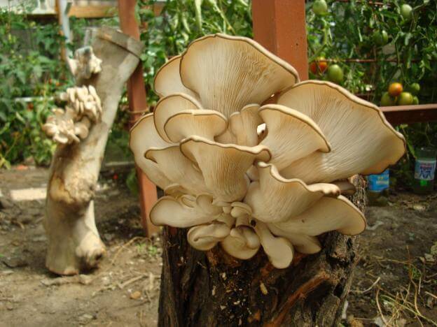 Growing oyster mushrooms: where to start