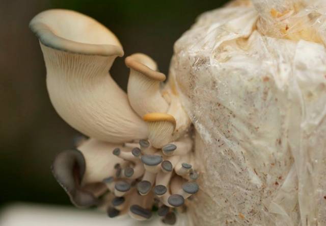 Growing oyster mushrooms: where to start