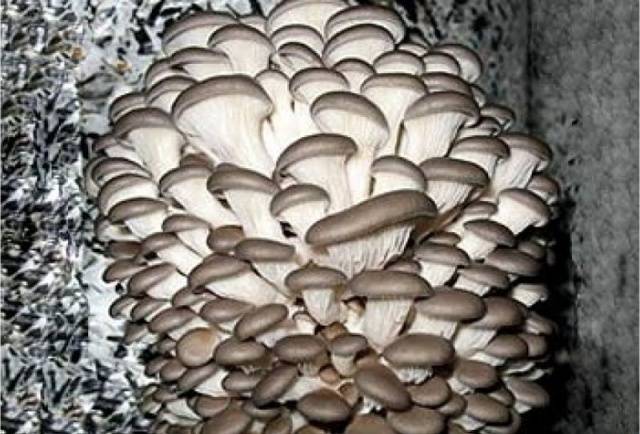 Growing oyster mushrooms: where to start