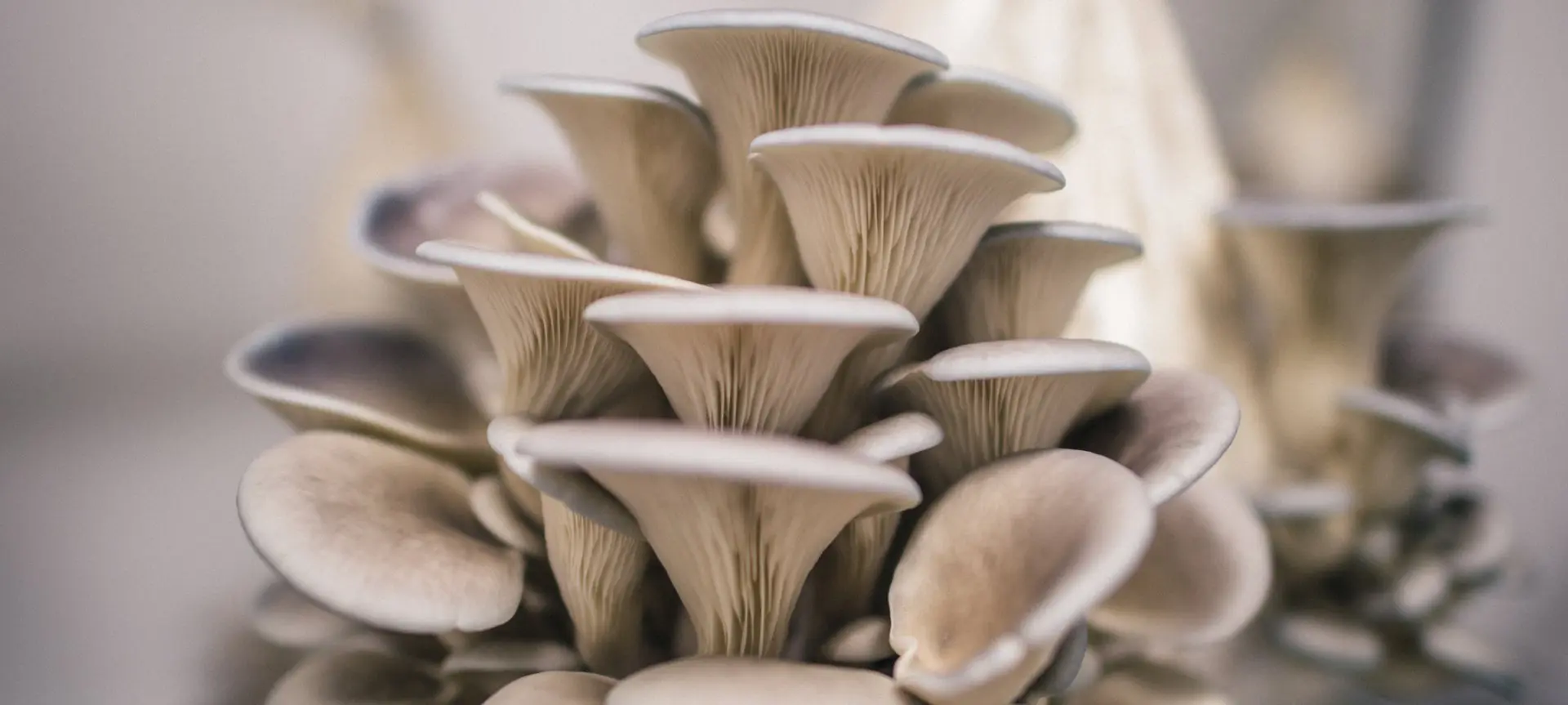 Growing oyster mushrooms: where to start