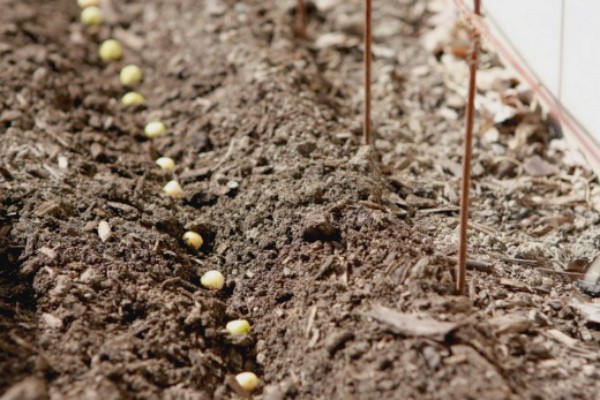 Growing peas according to all the rules on the site