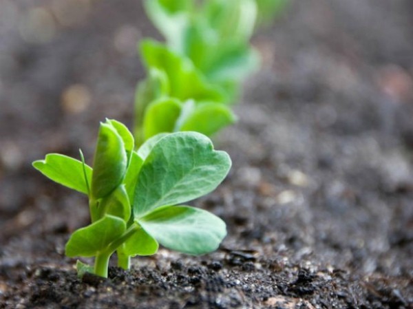 Growing peas according to all the rules on the site