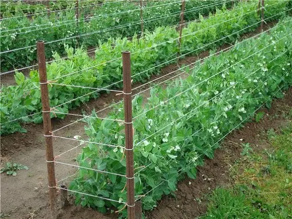 Growing peas according to all the rules on the site