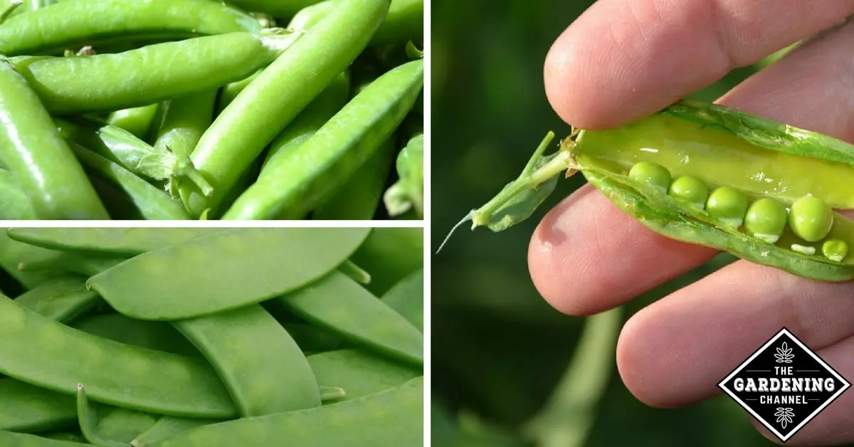 Growing peas according to all the rules on the site