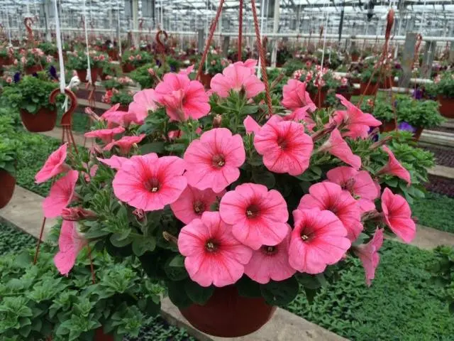 Growing petunias step by step