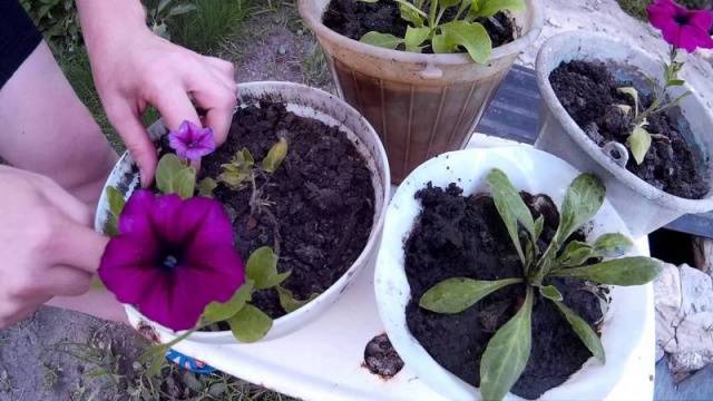 Growing petunias step by step