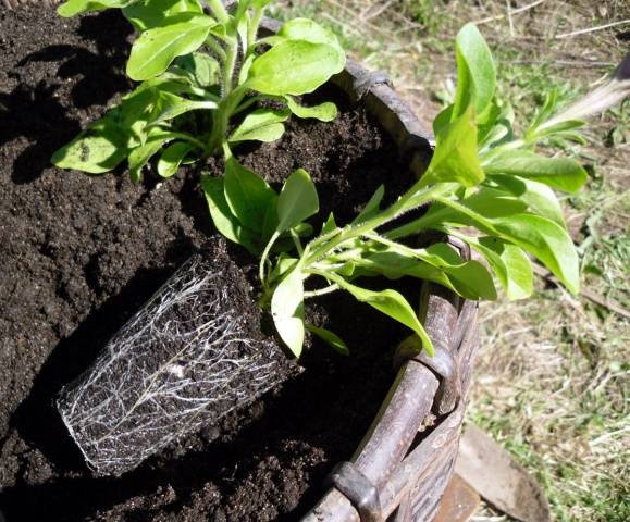 Growing petunias step by step