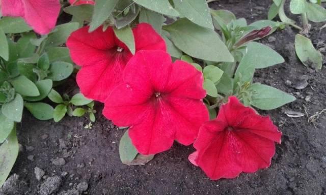 Growing petunias step by step