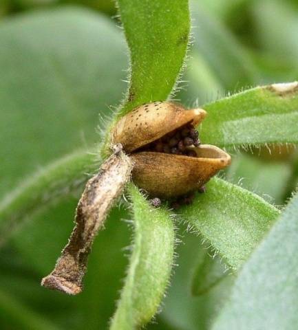 Growing petunias step by step