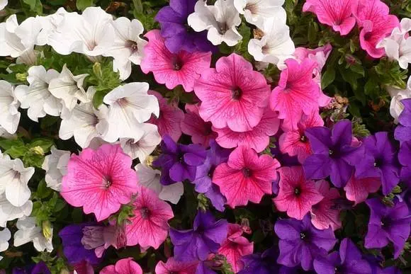 Growing petunias step by step