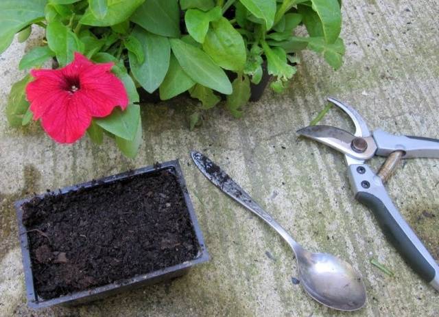 Growing petunias step by step