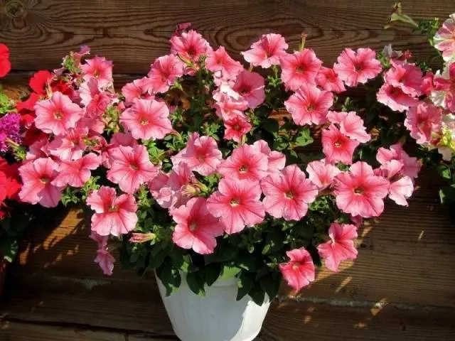 Growing petunias step by step