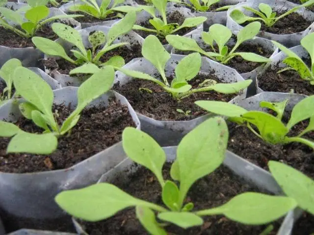 Growing petunias step by step