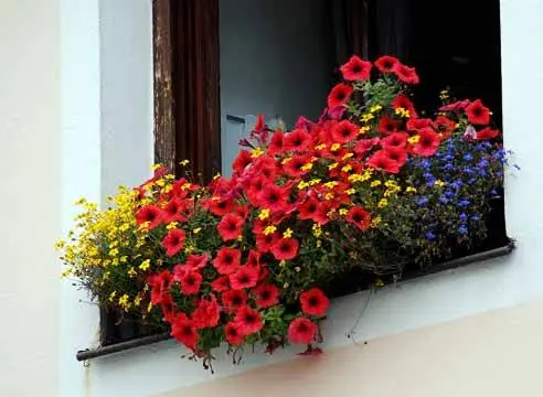 Growing petunias step by step