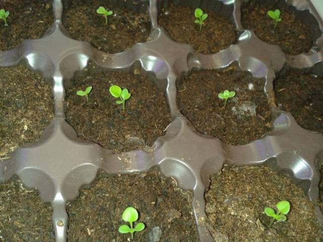 Growing petunias step by step