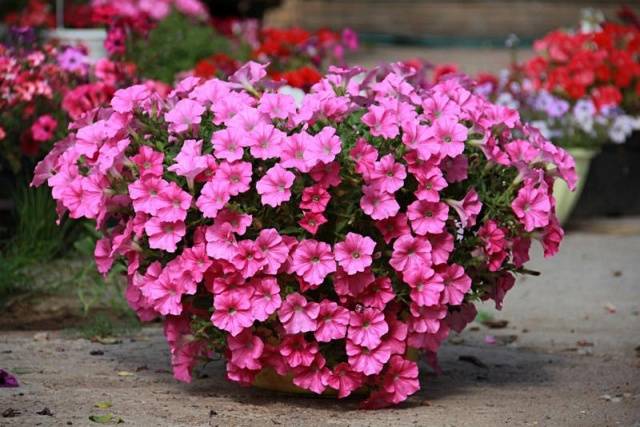 Growing petunias step by step