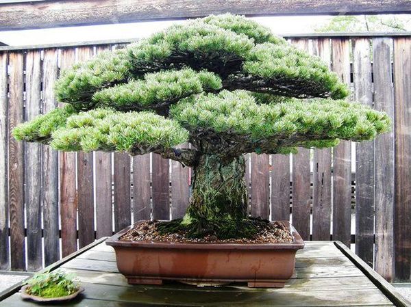 Growing pine bonsai