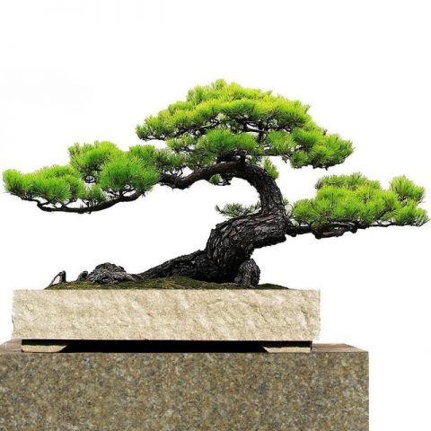 Growing pine bonsai